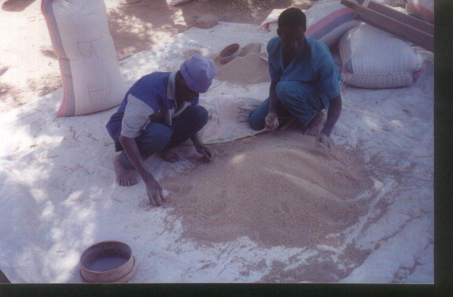 Picture 2: Farmers threshing sorghum on a tarp in Tingoni Mali. Picture courtesy of Sandina Camera, SG, 2000.