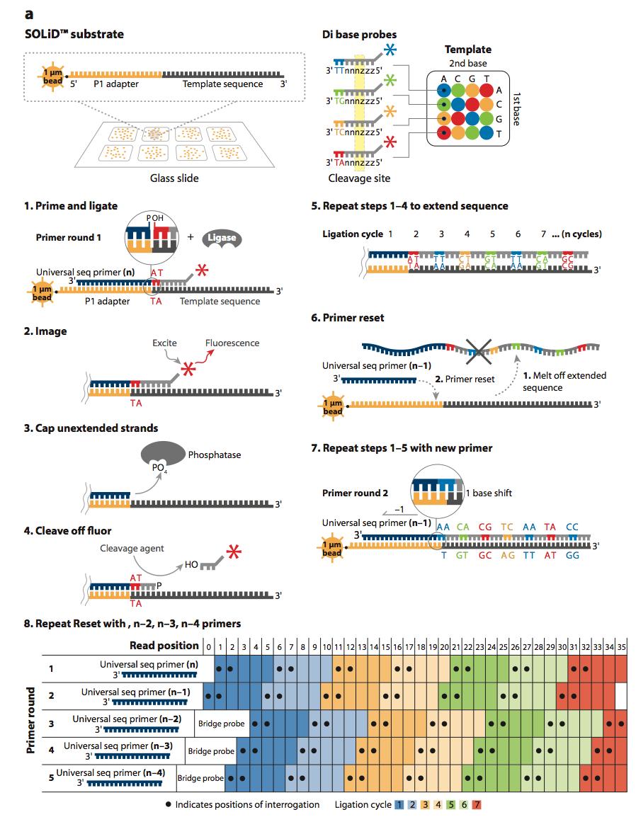 ABI SOLiD The ligase-mediated sequencing approach of the Applied Biosystems SOLiD sequencer.