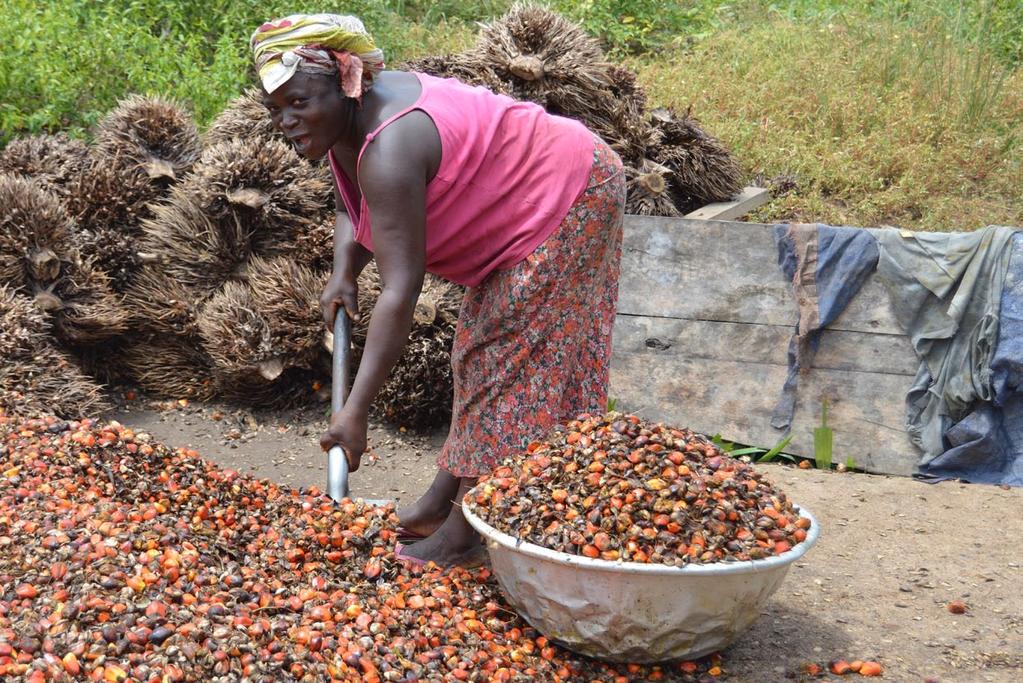 The Solidaridad palm Oil producer support programme Project Highlights Liberia, Cote d Ivoire, Ghana, Nigeria, Cameroon, Gabon 400 smallholders trained in good agricultural practices Average yield