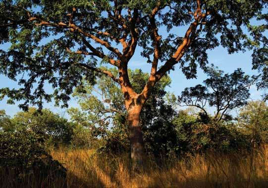 Forests, Trees, and Woodlands in AFRICA Some analysts believe that forests follow a natural progression of conversion to farmland, degradation, and restoration of a mosaic agricultural/forest