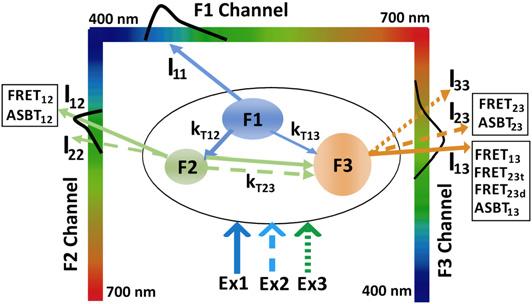 1276 Sun et al. To develop a sensitized FRET microscopy imaging model to measure the E values in the three-fluorophore system, we followed a similar analytical calculation scheme used by Watrob et al.