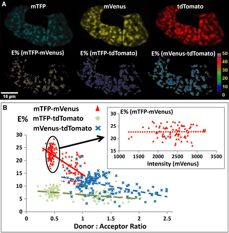 1282 Sun et al. FIGURE 4 Demonstration of the homodimerization of C/EBPa and its interaction with HP1a in live-mouse pituitary GHFT1 cells by (3sFRET microscopy.