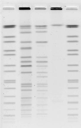 Therefore, both steps must be considered when troubleshooting the appearance of smearing with few bands on gels. B scl pal 3.