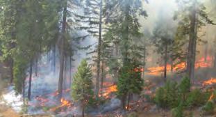 low-intensity, surface fire 2. What are the types of forest fires?