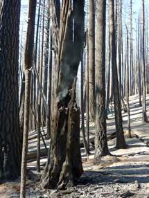 mixed conifer), however, are adapted to frequent, surface fire, so crown fires in these forests that leave large (>50 ac) patches of