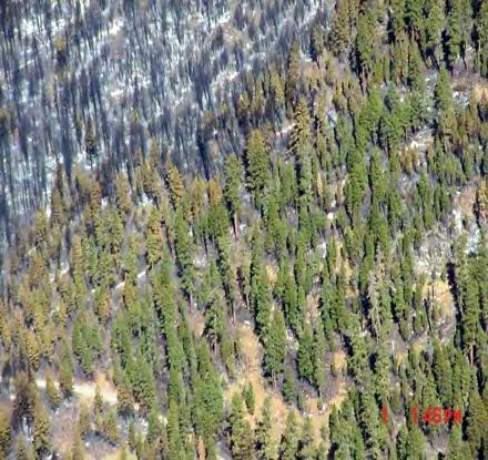 Untreated Fire Direction Thinned and Prescribe Burned In the N.