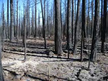 Are fuel treatments (thinning and prescribed fire) effective in reducing wildfire severity?