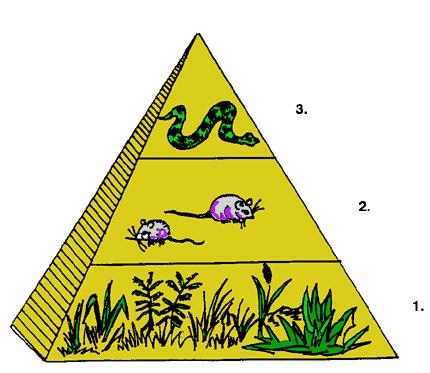 2. Using the energy pyramid describe the energy transfer between trophic levels. If a toxic pesticide was used explain what would happen to this food chain. (How is energy used?