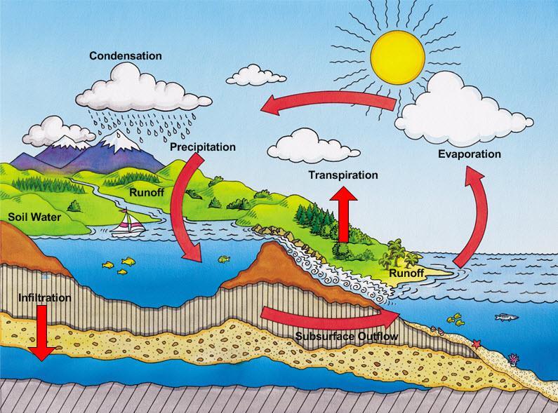 4. Describe the water cycle diagram with the correct terms: evaporation, condensation, transpiration, and precipitation Transpiration is the process by which water enters the atmosphere by