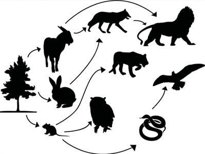 In this food chain, energy flows from the Sun to grass to a grasshopper to a frog to a snake. What organism could be the next step in this food chain?