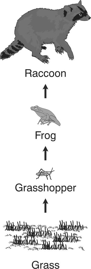 35. Use the diagram below to answer the question. 37. Use the food chain below to answer the following question. In this energy pyramid, which organism would most likely be in level 2?. bird. fox.