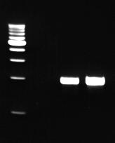 M 1 2 3 4 5 6 M Template: Human genomic DNA 1,3,5: 50ng, 2,4,6: 100ng Target: p53 gene 4kb M: l/hind III Marker 1,2: KOD -Plus- 3,4: A company high fidelity enzyme 5,6: B company high fidelity enzyme