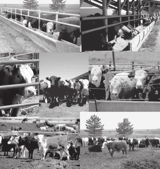 MF-2547 Seasonal Trends in Steer Feeding Profits, Prices, and Performance Kansas