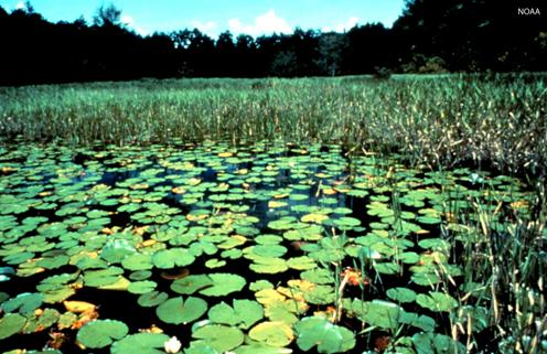 Freshwater Ecosystems: Wetlands Areas of land flooded with water at least part of the year Include freshwater