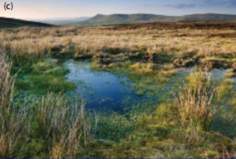 Bogs and Fens- Bogs are wetlands characterized by low nutrients, acidic water, and thick, floating mats of vegetation (usually a type of moss).