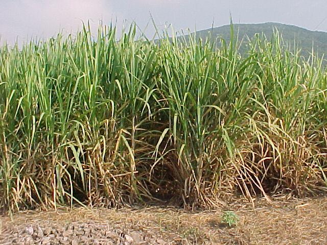 The Organic Sugar Cane Market (5) It is estimated that the sales of