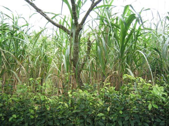 Organic sugar cane is mostly sale to the processing industry.
