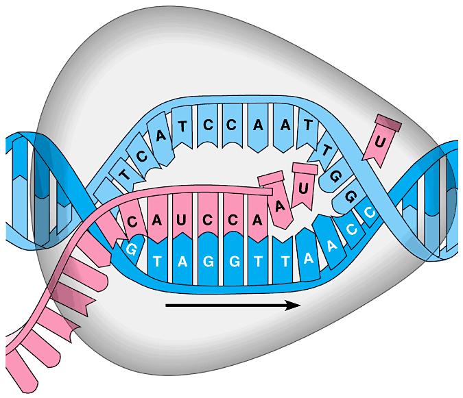Transcription produces genetic messages in the form of mrna RNA polymerase RNA