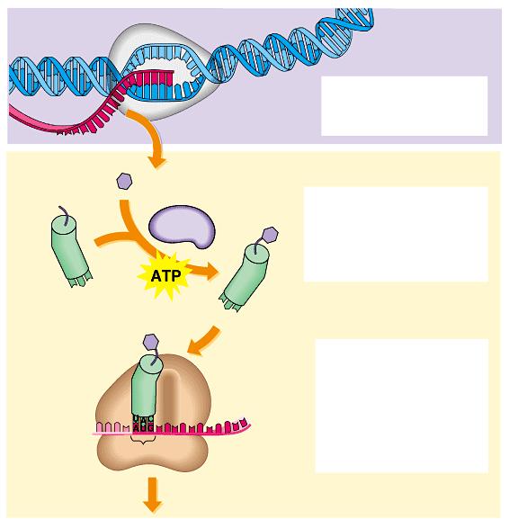 Summary of transcription and translation DNA mrna Amino acid trna TRANSCRIPTION TRANSLATION Enzyme RNA polymerase Stage 1 mrna is transcribed from a DNA template.