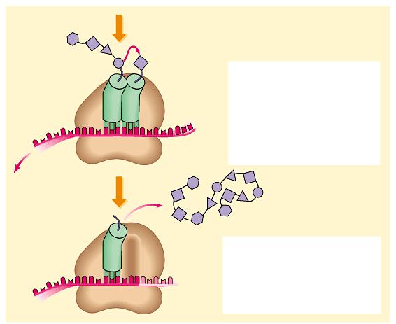Growing polypeptide Codons New peptide bond forming Stage 4 Elongation A succession of trnas add their amino acids to the polypeptide chain as the mrna is moved through the