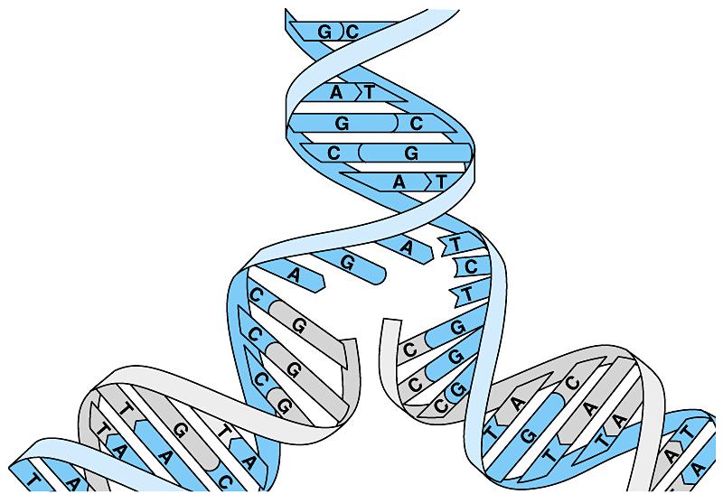Untwisting and replication of DNA each strand is a