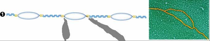 10.4 What Are The Mechanisms Of DNA Replication?
