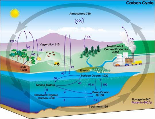 Carbon is taken from the atmosphere in many ways. One way is the familiar process of photosynthesis, where plants convert carbon dioxide gas in the atmosphere to produce oxygen.