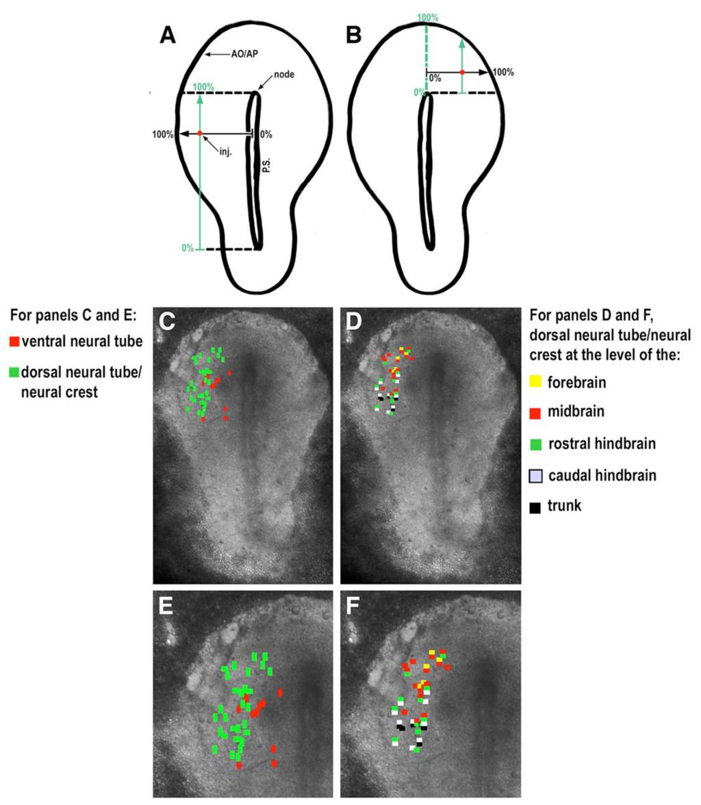 Ezin et al. Page 17 Figure 1. Fate map of the neural crest and the dorsal neural tube (A, B) Method for plotting position of polyclones on the fate map.
