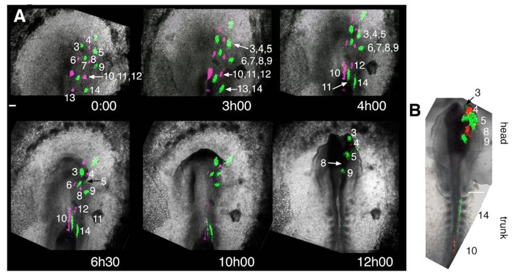 Ezin et al. Page 20 Figure 3. Frames from a time-lapse sequence from stage 4 to stage 9 (A) Polyclones change shape and position.