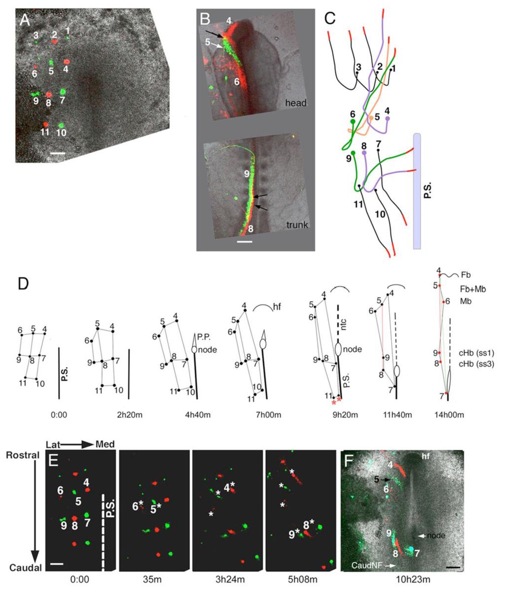 Ezin et al. Page 21 Figure 4. Analyses of convergent extension at the neural plate border (A) Beginning frame from the time-lapse sequence of the embryo analyzed throughout this figure.