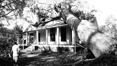 40 SITE Resilient Landscape HAZARDS Falling trees account for most of the major wind damage to houses in hurricanes.