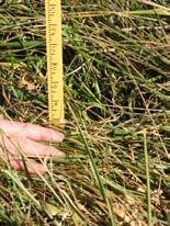 At least 10 individual measurements should be averaged to estimate yield in pastures of 10 acres.