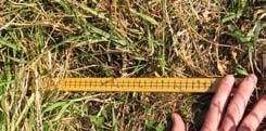 Note that the ruler stops at 18 inches. Forage taller than 18 inches is really better suited to hay than to grazing.