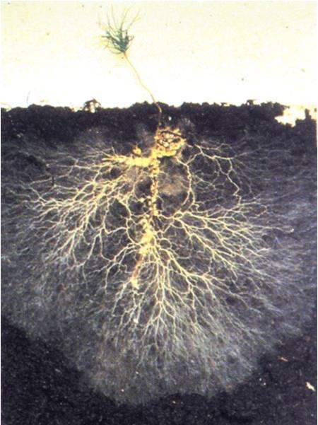 The by-products that come from roots and fresh residues feed the soil organisms.