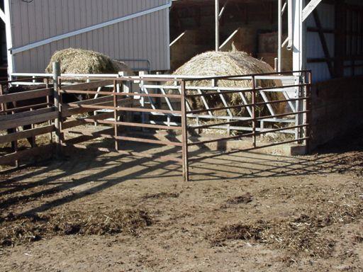 Limit Feeding Hay 72 Simmental Cows (~ 1250 lb.