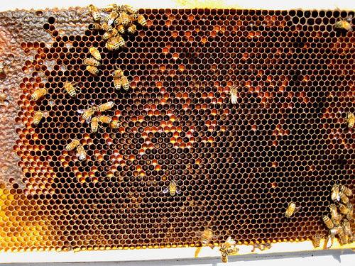 Honey, pollen, open