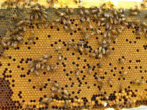 Honey/nectar Open brood, mostly uncapped Sealed brood Empty drawn comb/foundation Pollen Note: can use foundation