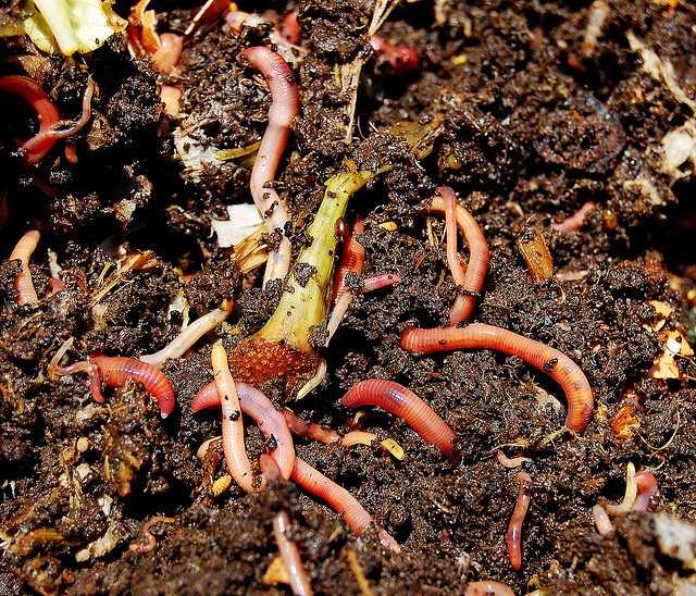 the following (EPA, 2013): - Enrichment of soils with nutrients: compost can re-establish the fertility of soils by returning