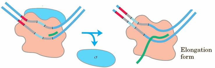 TRANSCRIPTION INITIATION IN PROKARYOTE Steps in transcription initiation complex formation RNA chain initiation When initiation succeeds, the enzyme releases the σ factor (which is