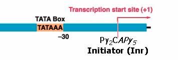 TRANSCRIPTION INITIATION IN EUKARYOTE Transcription initiation of RNA polymerase II Like the core enzyme of RNA polymerase in prokaryotes, the RNA polymerases in