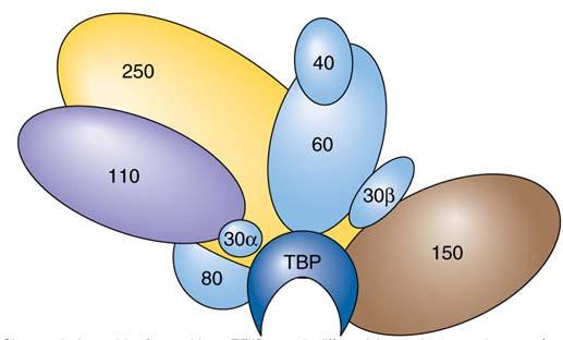 TRANSCRIPTION INITIATION IN EUKARYOTE Sequential model of initiation 1.