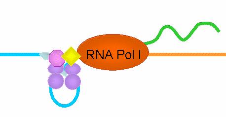 polymerase I promoters RNA