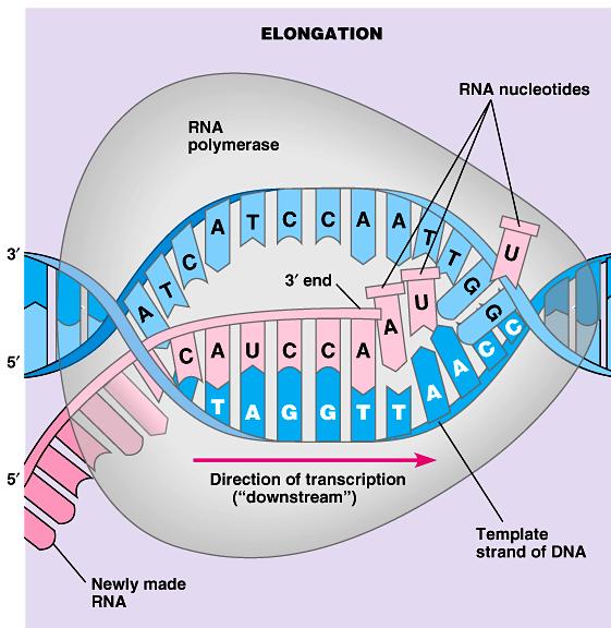 TRANSCRIPTION ELONGATION RNA polymerase moves along DNA, unwinding it, exposing 10-20 DNA bases to be used as a template -> transcription bubble Adds to the 3 end (grows