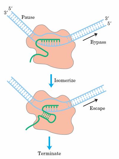 Termination in prokaryotes TRANSCRIPTION TERMINATION ρ (rho)-independent termination RNA polymerase pauses immediately after it has synthesized the hairpin RNA.