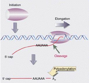 Termination in eukaryotes TRANSCRIPTION TERMINATION Termination of RNA polymerase II RNA polymerase II elongates past the cleavage site at AAUAAA (polyadenylation or cleavage signal) and ceases RNA