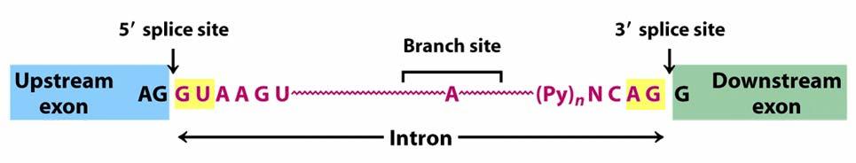RNA PROCESSING SPLICING Recognition of exon/intron boundaries