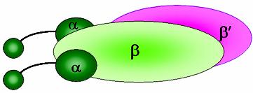 involved in promoter binding beta (β) - involved in catalysis; chain initiation and elongation.