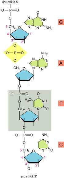 Unione di ribonucleotidi monofosfato per formare una catena polinucleotidica I precursori della sintesi sono i nucleotidi trifosfato.