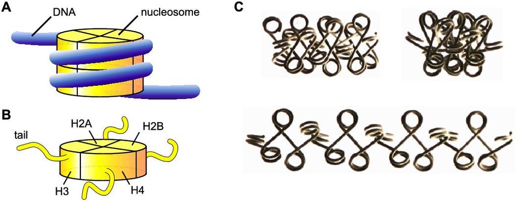 1.2 Genes and Gene Expression 11 Figure 1.3: (A) Schematic illustration of DNA wrapped around a nucleosome.