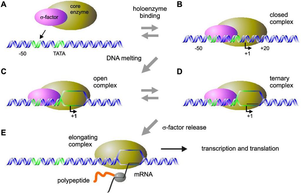 1.3 Transcription and Translation 15 Figure 1.5: Prokaryotic transcription initiation. (A, B) The binding of the RNA polymerase holoenzyme to the promoter is facilitated by the sigma factor.